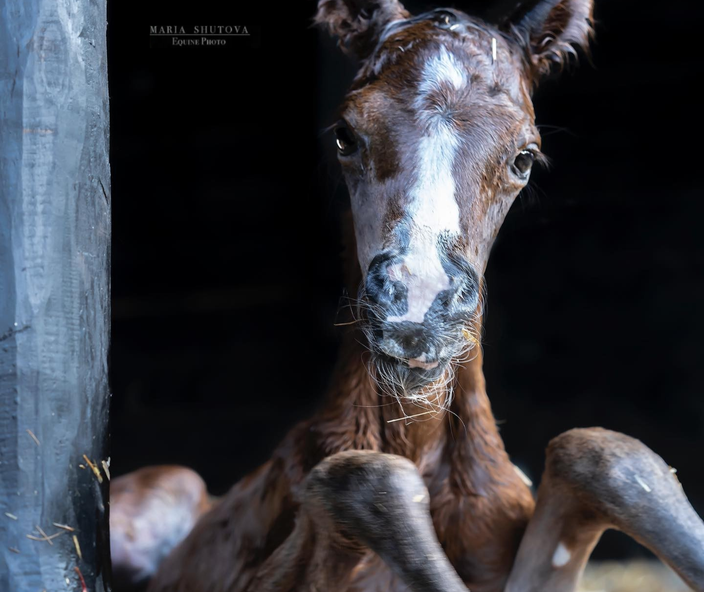 Pure Life_MariaShutova (1).png